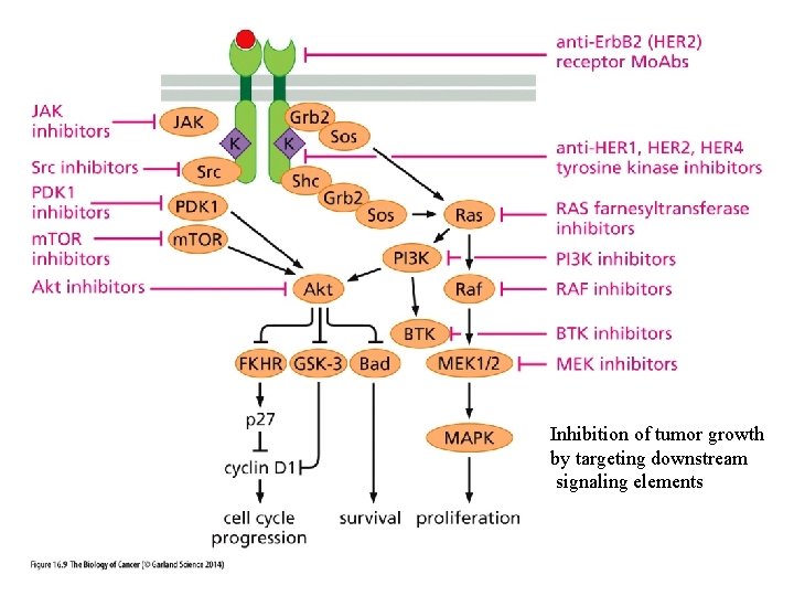 Maintenance or Activation of p 53 Inhibition of tumor growth by targeting downstream signaling