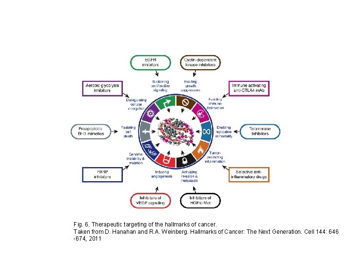 Fig. 6. Therapeutic targeting of the hallmarks of cancer. Taken from D. Hanahan and