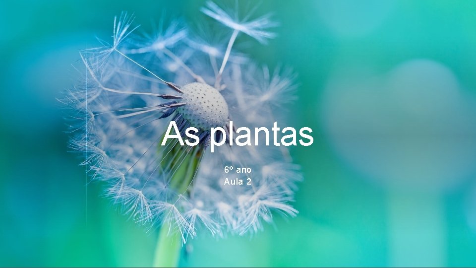 As plantas 6º ano Aula 2 As plantas 6º ano Aula 2