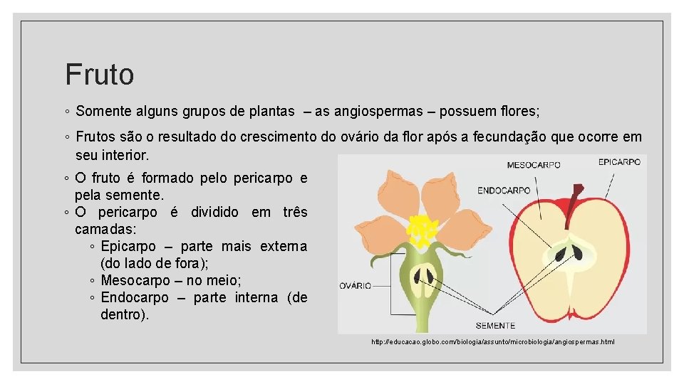 Fruto ◦ Somente alguns grupos de plantas – as angiospermas – possuem flores; ◦ Fruto ◦ Somente alguns grupos de plantas – as angiospermas – possuem flores; ◦