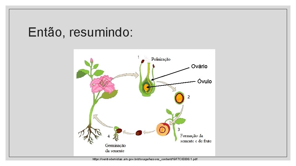 Então, resumindo: Ovário Óvulo https: //centrodemidias. am. gov. br/storage/lessons_content/19 F 7 CIE 008. 1. Então, resumindo: Ovário Óvulo https: //centrodemidias. am. gov. br/storage/lessons_content/19 F 7 CIE 008. 1.