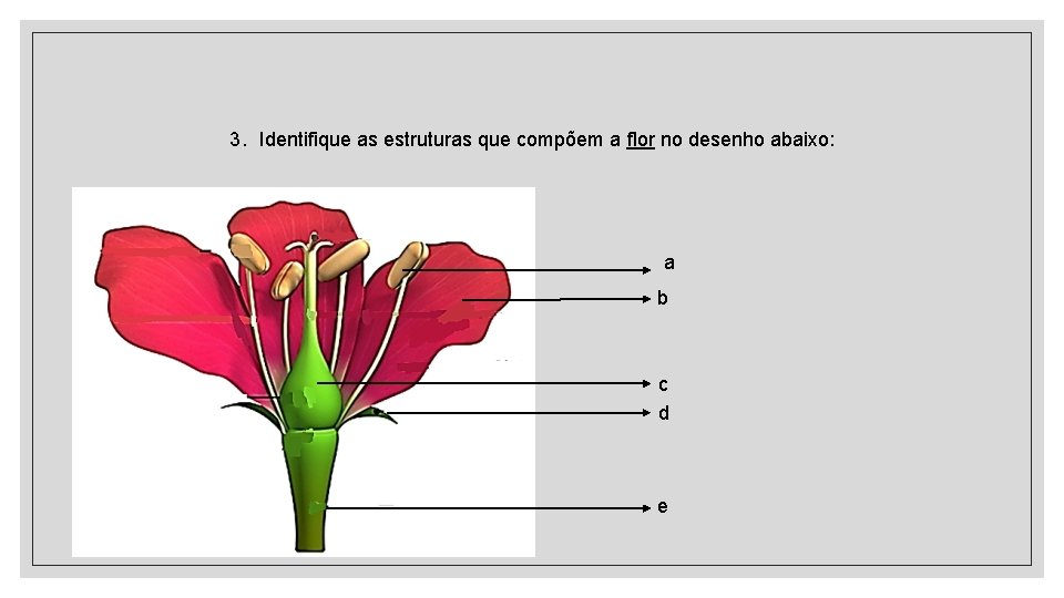 3. Identifique as estruturas que compõem a flor no desenho abaixo: a b c 3. Identifique as estruturas que compõem a flor no desenho abaixo: a b c