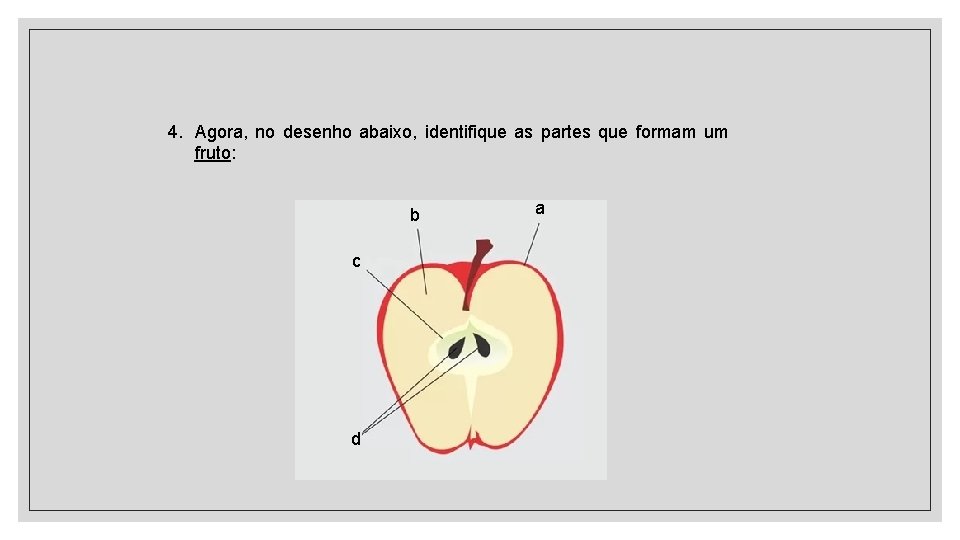 4. Agora, no desenho abaixo, identifique as partes que formam um fruto: b c 4. Agora, no desenho abaixo, identifique as partes que formam um fruto: b c