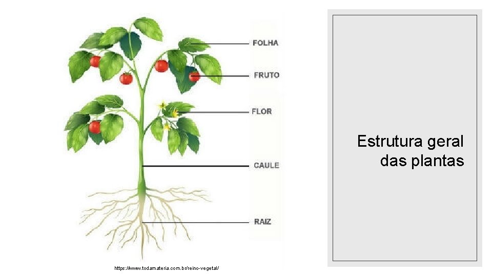 Estrutura geral das plantas https: //www. todamateria. com. br/reino-vegetal/ Estrutura geral das plantas https: //www. todamateria. com. br/reino-vegetal/