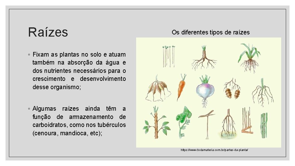 Raízes Os diferentes tipos de raízes ◦ Fixam as plantas no solo e atuam Raízes Os diferentes tipos de raízes ◦ Fixam as plantas no solo e atuam