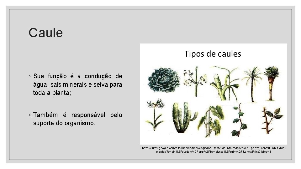 Caule ◦ Sua função é a condução de água, sais minerais e seiva para Caule ◦ Sua função é a condução de água, sais minerais e seiva para