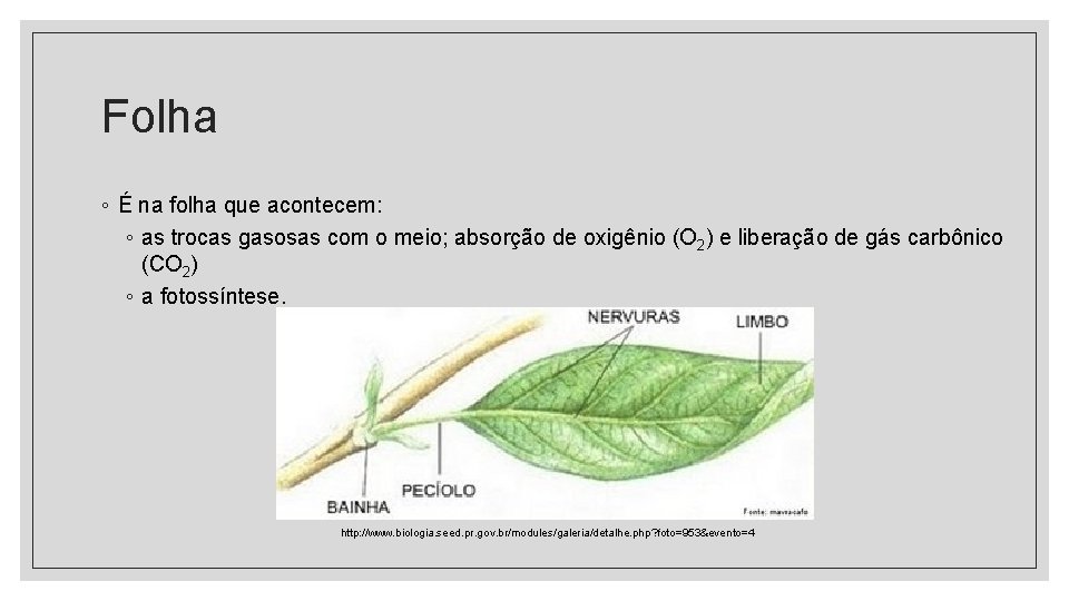 Folha ◦ É na folha que acontecem: ◦ as trocas gasosas com o meio; Folha ◦ É na folha que acontecem: ◦ as trocas gasosas com o meio;