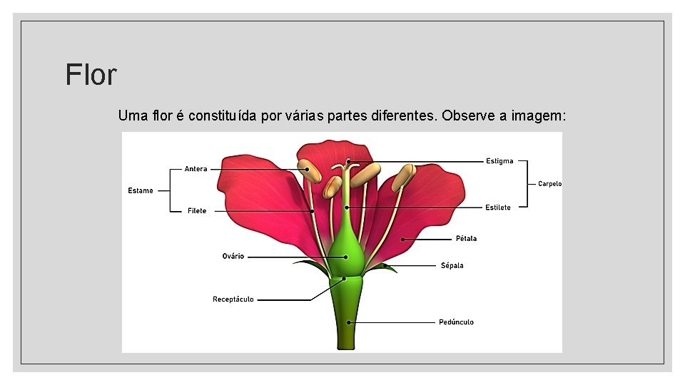 Flor Uma flor é constituída por várias partes diferentes. Observe a imagem: Flor Uma flor é constituída por várias partes diferentes. Observe a imagem: