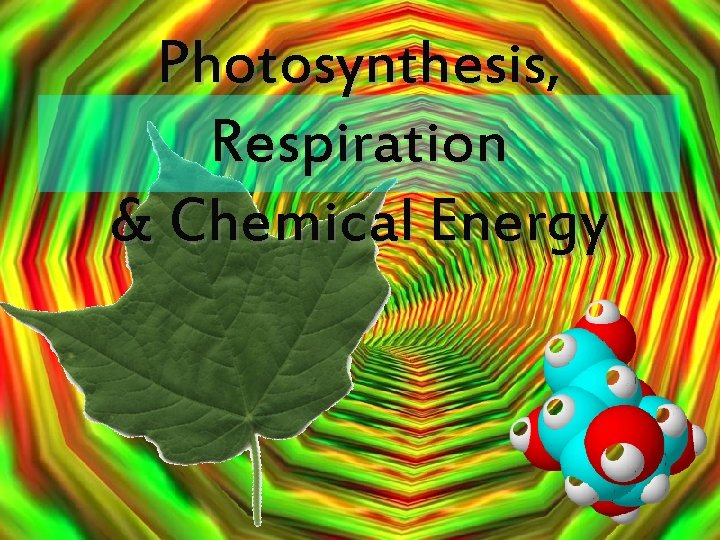 Photosynthesis, Respiration & Chemical Energy 