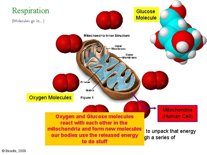 Respiration (Molecules go in…) Glucose Molecule Oxygen Molecules Mitochondria (Human Cell) Oxygen and Glucose