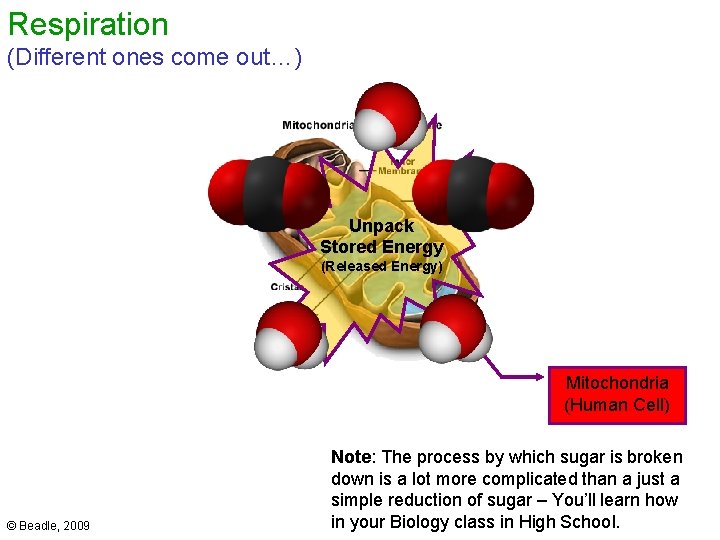 Respiration (Different ones come out…) Unpack Stored Energy (Released Energy) Mitochondria (Human Cell) ©