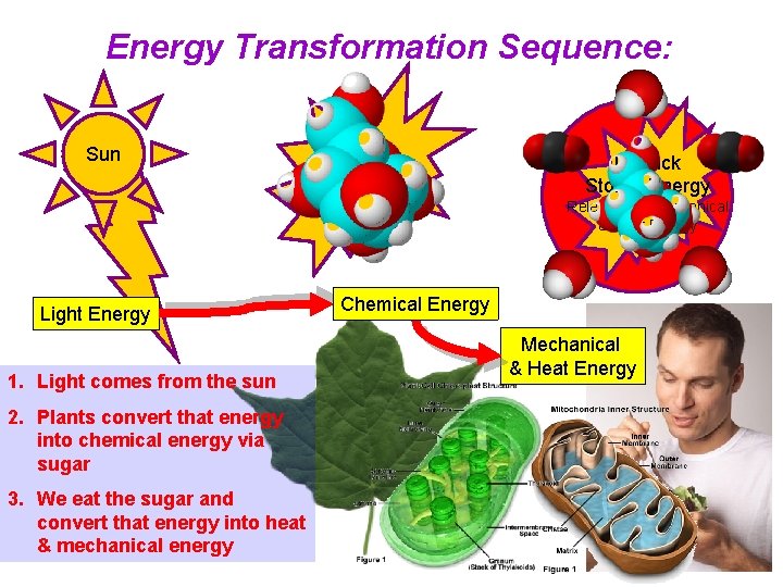 Energy Transformation Sequence: Sun Unpack Stored Energy Released in Mechanical & Heat Energy Light