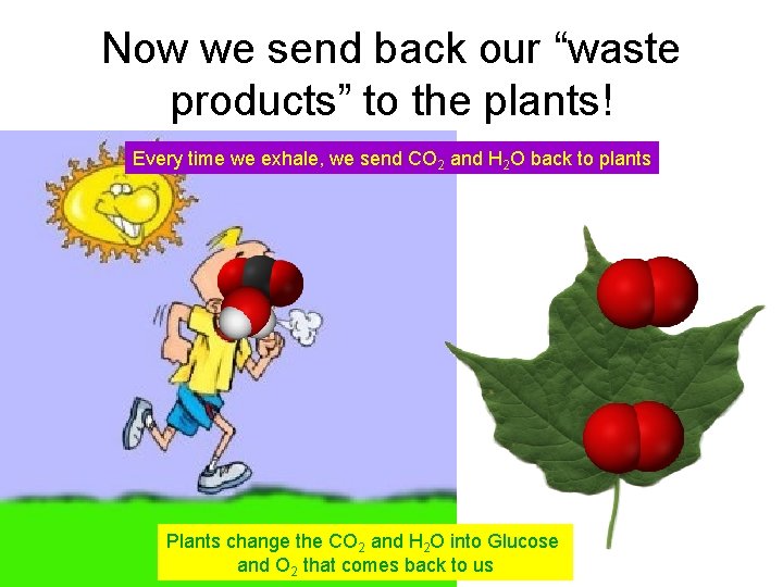 Now we send back our “waste products” to the plants! Every time we exhale,