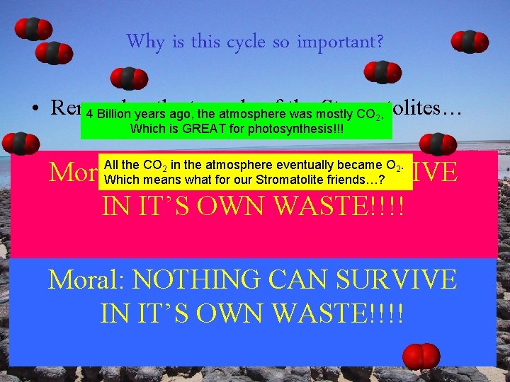 Why is this cycle so important? • Remember the of the Stromatolites… 4 Billion