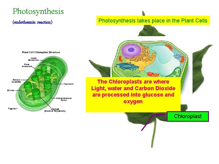 Photosynthesis (endothermic reaction) Photosynthesis takes place in the Plant Cells The Chloroplasts are where