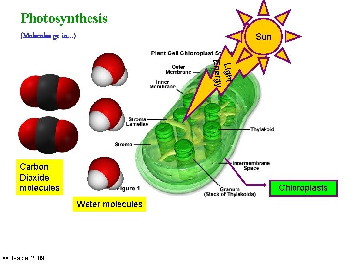Photosynthesis (Molecules go in…) Sun Light Energy Carbon Dioxide molecules Chloroplasts Water molecules ©