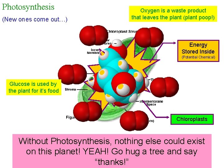 Photosynthesis (New ones come out…) Oxygen is a waste product that leaves the plant