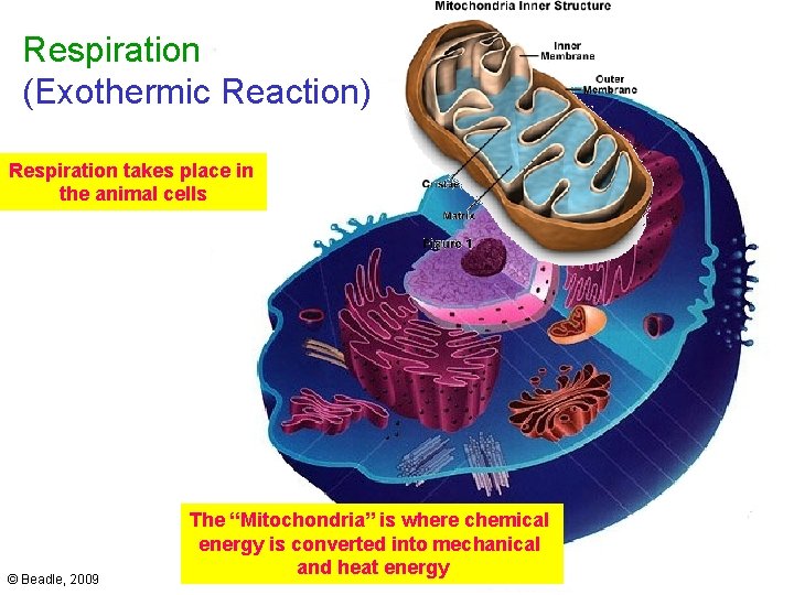 Respiration (Exothermic Reaction) Respiration takes place in the animal cells Mitochondria (Human Cell) ©