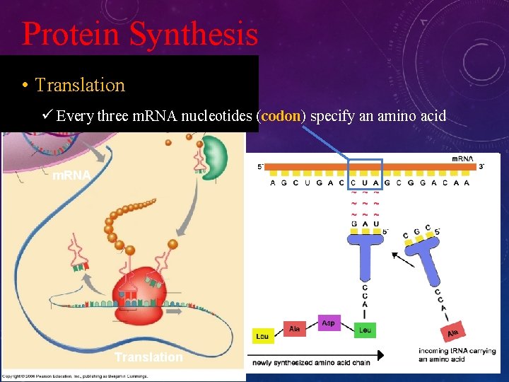 Bell Ringer A u B Ggt C