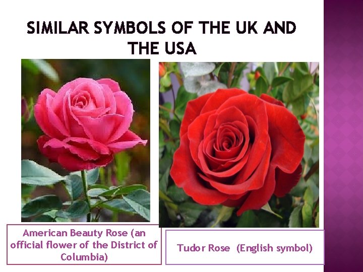 SIMILAR SYMBOLS OF THE UK AND THE USA American Beauty Rose (an official flower