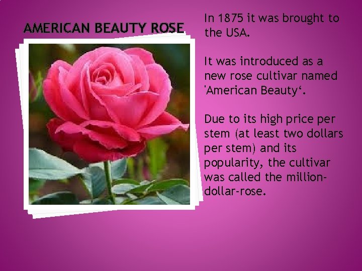 AMERICAN BEAUTY ROSE In 1875 it was brought to the USA. It was introduced