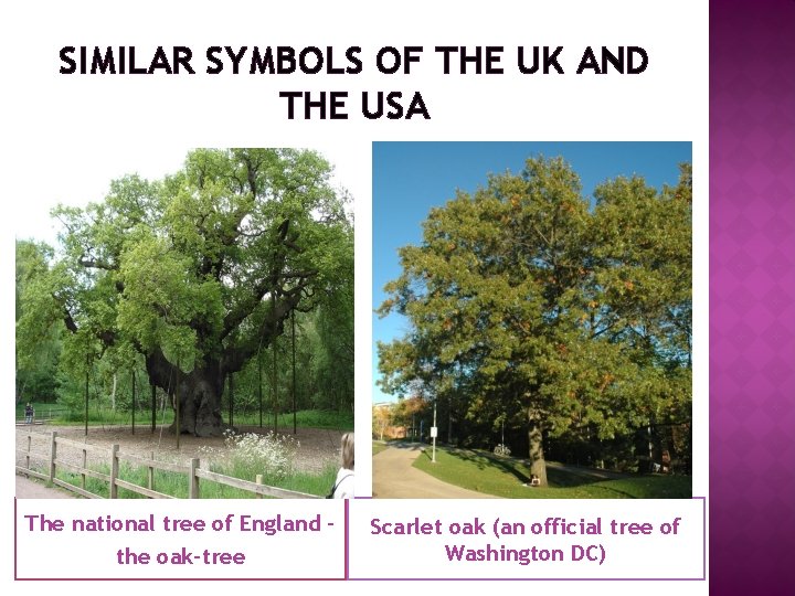 SIMILAR SYMBOLS OF THE UK AND THE USA The national tree of England –