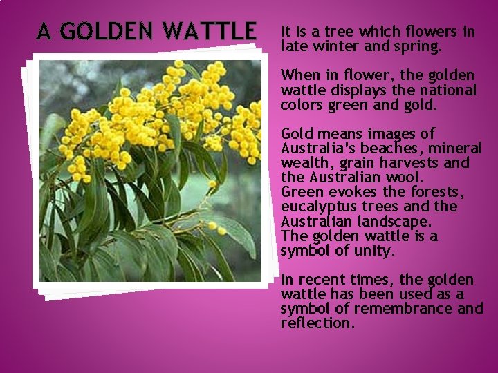 A GOLDEN WATTLE It is a tree which flowers in late winter and spring.