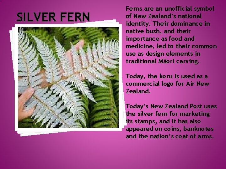 SILVER FERN Ferns are an unofficial symbol of New Zealand’s national identity. Their dominance