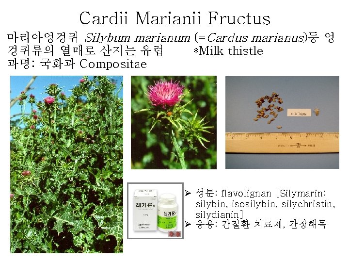 Cardii Marianii Fructus 마리아엉겅퀴 Silybum marianum (=Cardus marianus)등 엉 겅퀴류의 열매로 산지는 유럽 *Milk