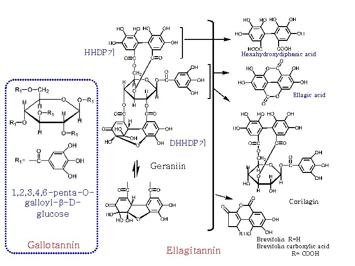 HHDP기 Hexahydroxydiphenic acid Ellagic acid DHHDP기 Geraniin 1, 2, 3, 4, 6 -penta-Ogalloyl-b-Dglucose Gallotannin