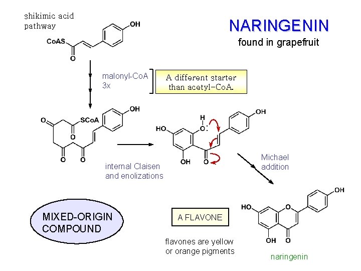 shikimic acid pathway NARINGENIN found in grapefruit malonyl-Co. A 3 x A different starter