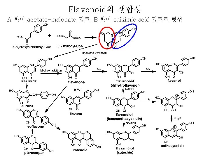 Flavonoid의 생합성 A 환이 acetate-malonate 경로, B 환이 shikimic acid 경로로 형성 