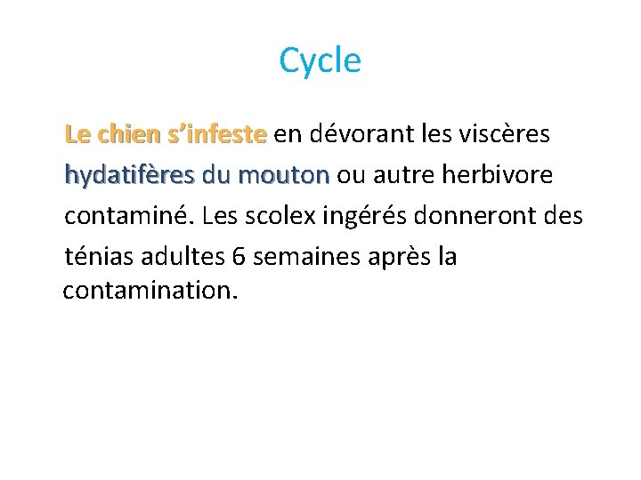 Cycle Le chien s’infeste en dévorant les viscères Le chien s’infeste hydatifères du mouton