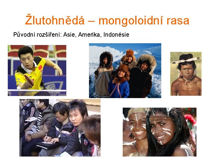 Žlutohnědá – mongoloidní rasa Původní rozšíření: Asie, Amerika, Indonésie 