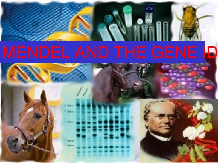 MENDEL AND THE GENE ID 