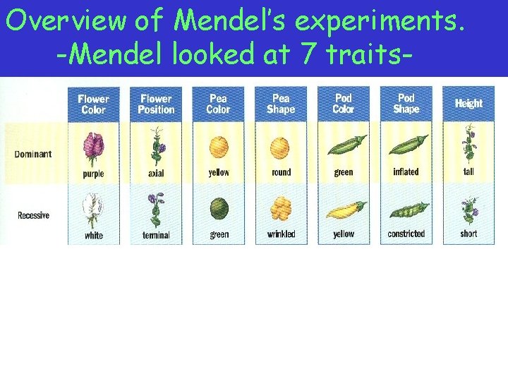 Overview of Mendel’s experiments. -Mendel looked at 7 traits- 