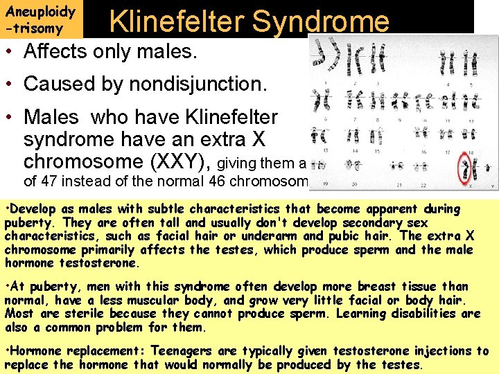 Aneuploidy -trisomy Klinefelter Syndrome • Affects only males. • Caused by nondisjunction. • Males