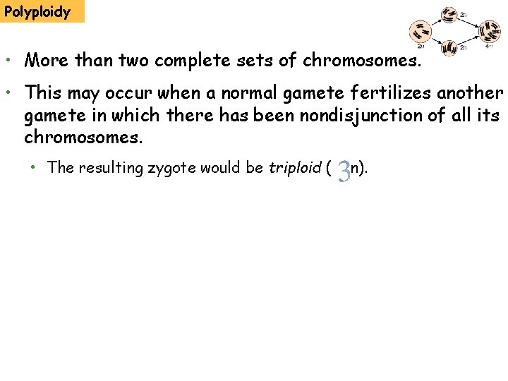 Polyploidy • More than two complete sets of chromosomes. • This may occur when