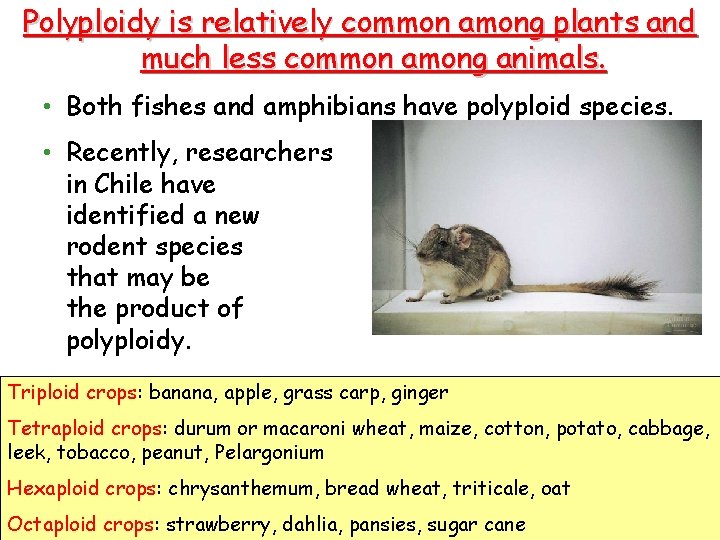 Polyploidy is relatively common among plants and much less common among animals. • Both