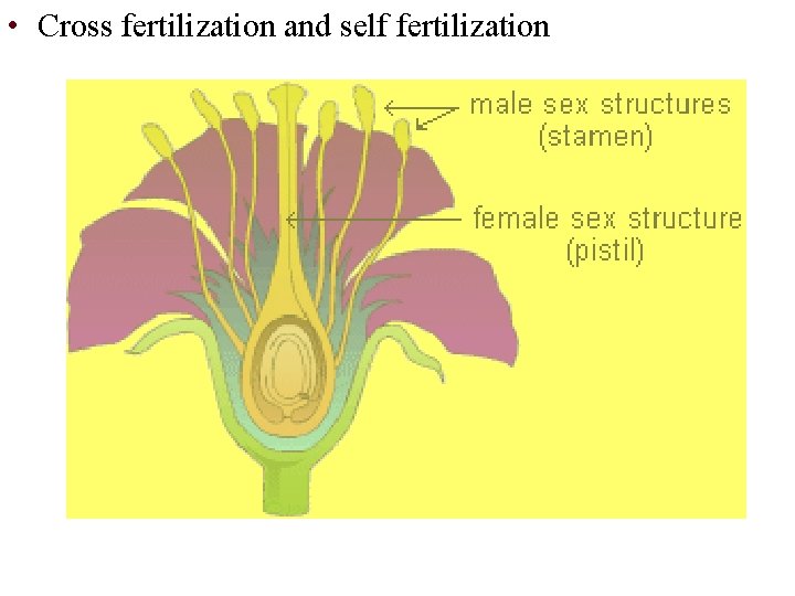  • Cross fertilization and self fertilization 