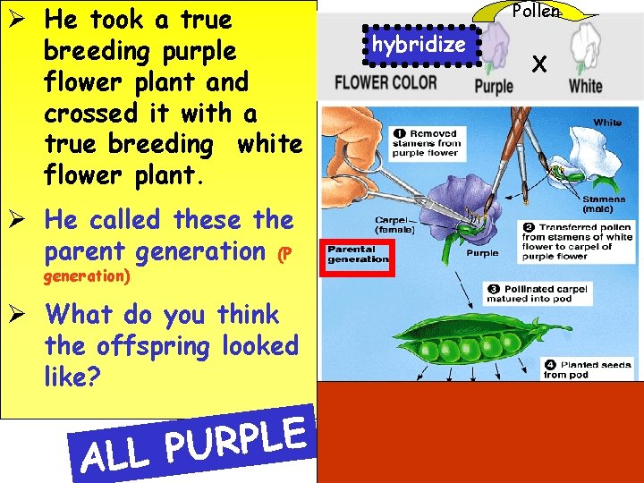 Ø He took a true breeding purple flower plant and crossed it with a