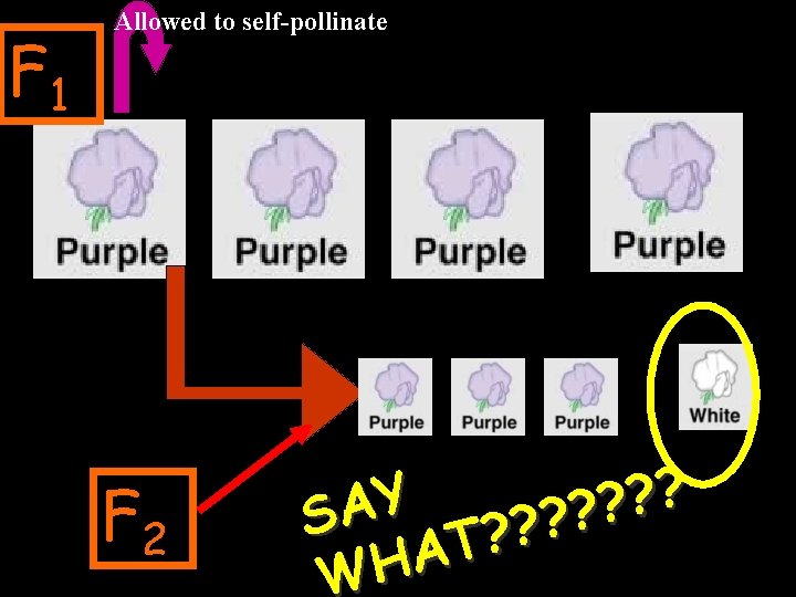 F 1 Allowed to self-pollinate F 2 ? ? Y ? ? SA ?