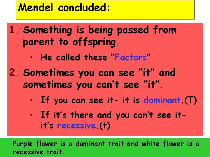 Mendel concluded: 1. Something is being passed from parent to offspring. • He called