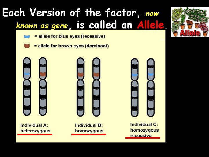 Each Version of the factor, now known as gene, is called an Allele. 