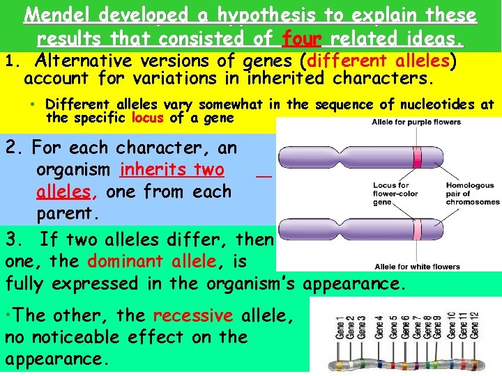 Mendel developed a hypothesis to explain these results that consisted of four related ideas.