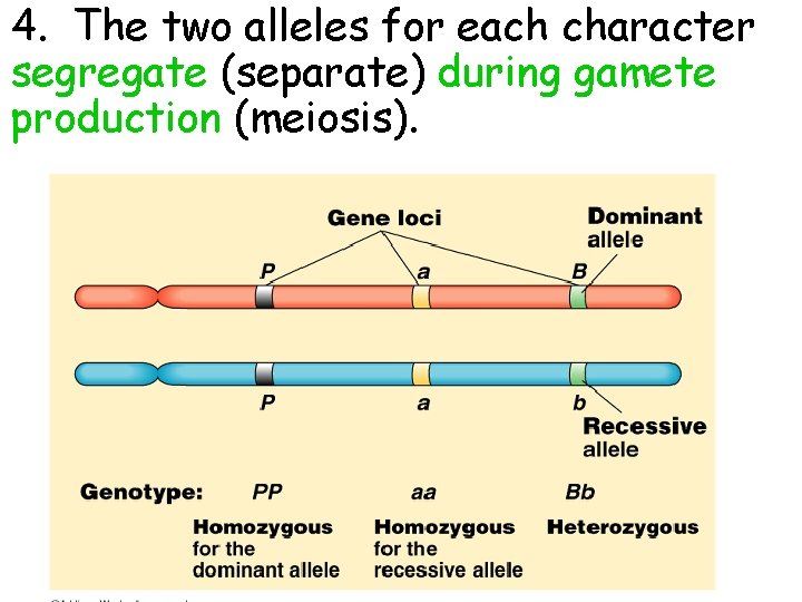 4. The two alleles for each character segregate (separate) during gamete production (meiosis). 