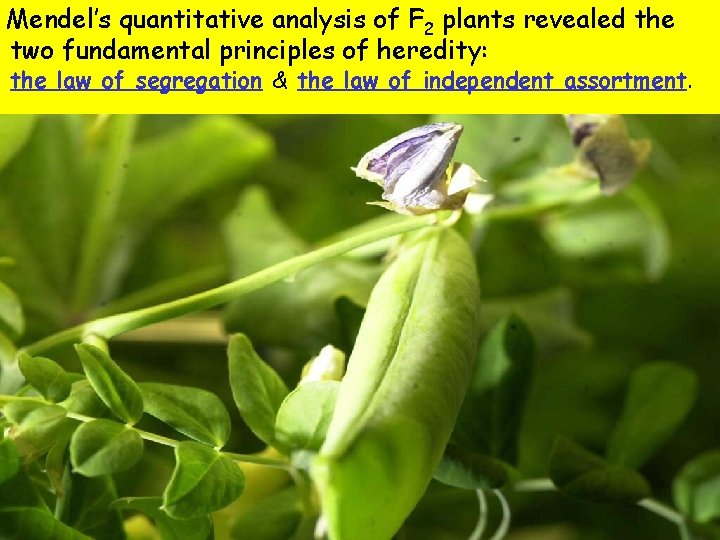 Mendel’s quantitative analysis of F 2 plants revealed the two fundamental principles of heredity: