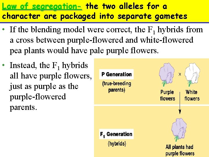 Law of segregation- the two alleles for a character are packaged into separate gametes