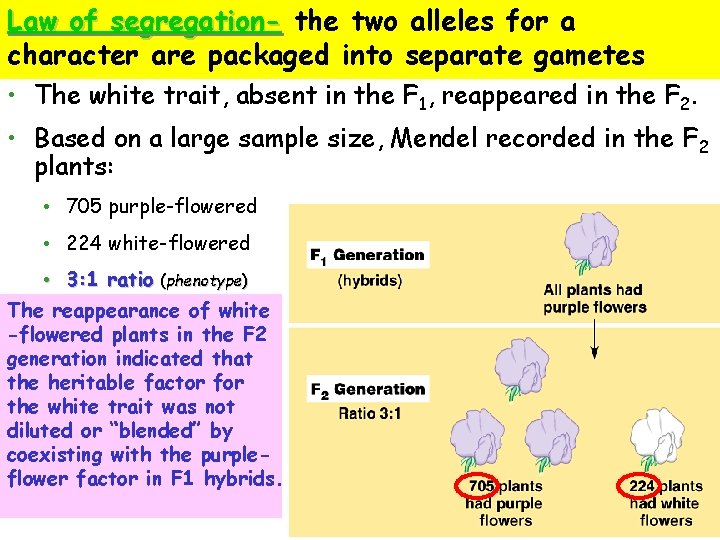 Law of segregation- the two alleles for a character are packaged into separate gametes