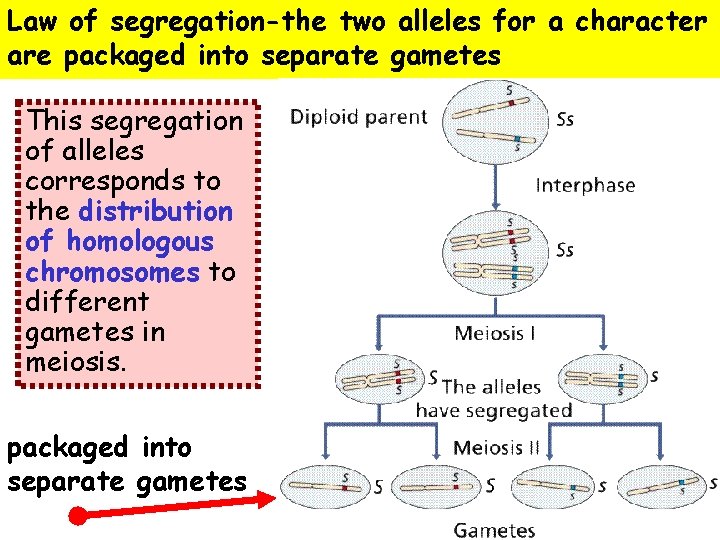 Law of segregation-the two alleles for a character are packaged into separate gametes This